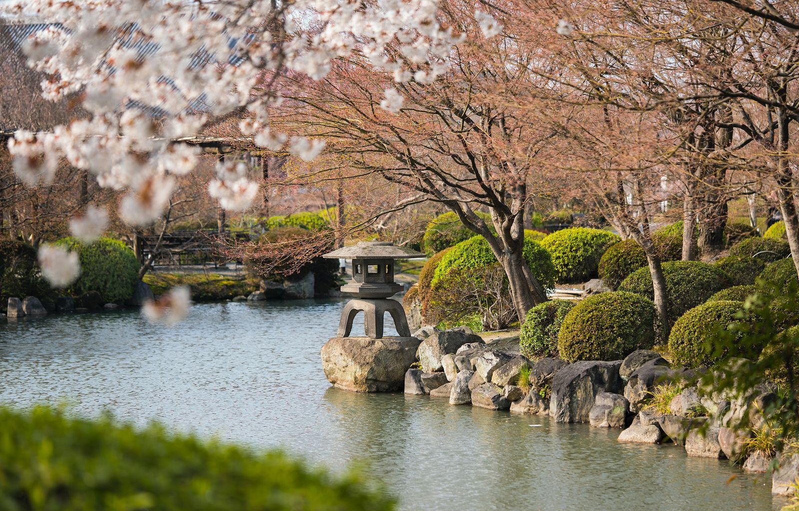A tranquil Japanese garden with a stone lantern, pond, and cherry blossoms